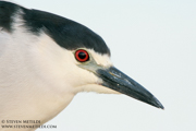 WADERS